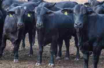 CMN reduz juros de financiamentos a cooperativas rurais pelo Pronaf